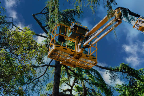 Trusted Loyola, CA Tree Service Experts